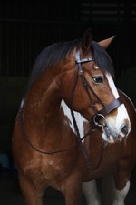 Hunter Bridle Plaited Leather