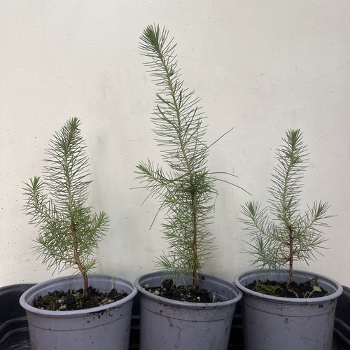 Scott pine tree saplings - pine,