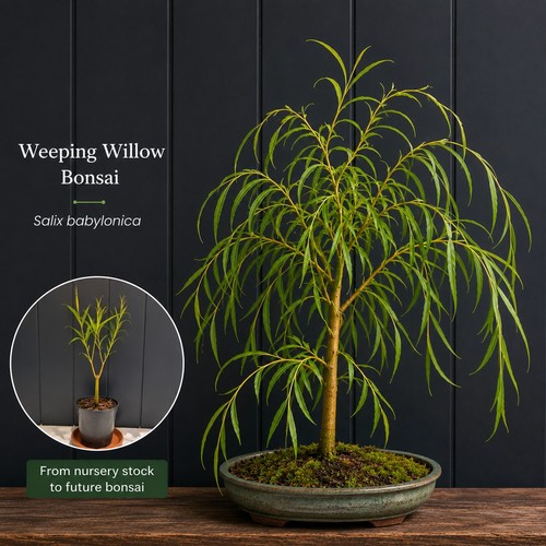 Golden weeping willow bonsai - weeping,