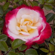 Hybrid Tea Rose, Nostalgia