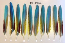 Parrot Macaw Feather Crafts