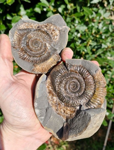Ammonite fossil nodule - ammonite, in