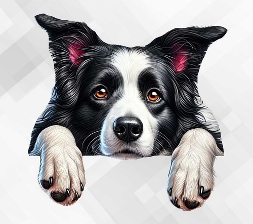 Border collie dog wall - collie,