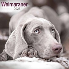 Weimaraner Calendar 2026, Wall