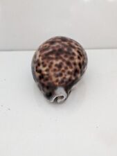 Tiger Cowrie shell. Smooth