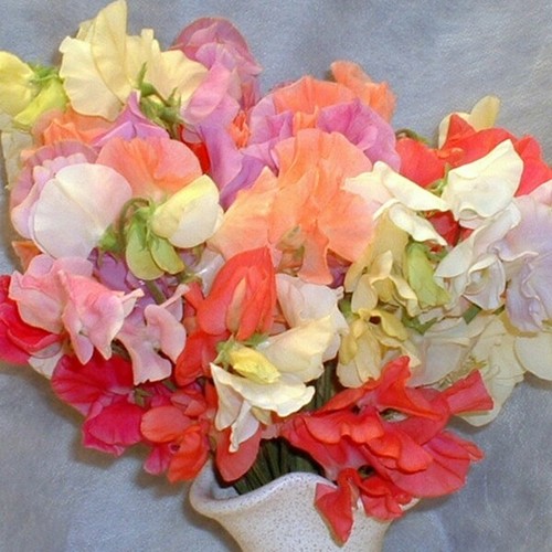 Sweet pea pastel shades - pea,