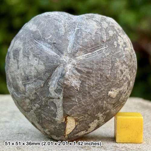 Micraster fossil echinoid - fossil,
