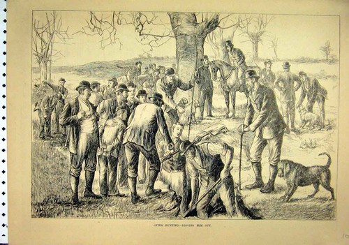 Old antique print 1881 otter - old,