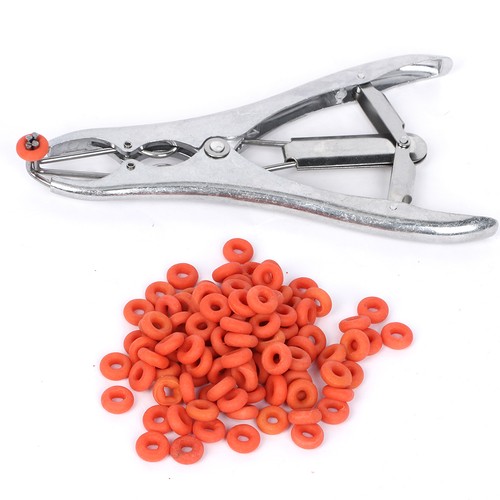 Sheep lamb castration - sheep,