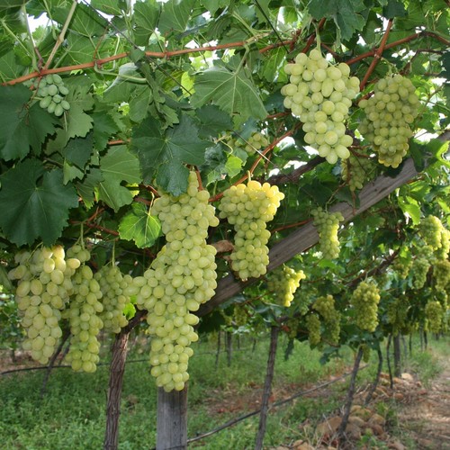 White grape vine - grape,