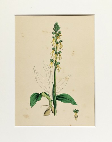Man orchid sowerby mounted - man,