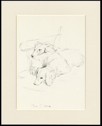 Dachshund long haired - dachshund,