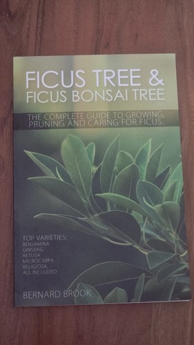 Ficus tree - tree,