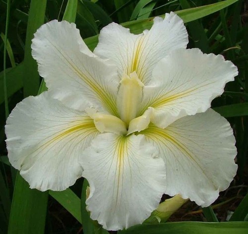Iris lousiana crushed ice - lousiana,