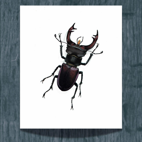 1986 stag beetle lucanus - 1986,