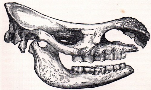 Skull extinct rhinoceros - skull,
