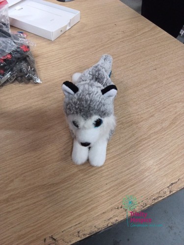 Husky plush soft - husky,