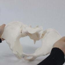 Female Pelvis Model  Science