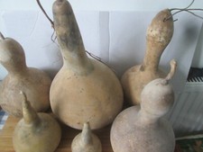 60 Bottle Gourd  Seeds -  For Crafts And Decorations - BULK WHOLESALE