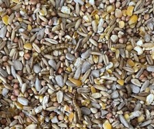 20kg robin songbird wild bird - robin,