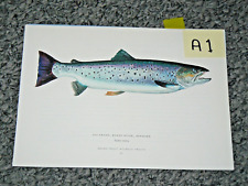 Sea Trout, Karup River, Denmark   Fishing Wall Art Fish Vintage