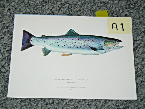 Sea trout karup - sea, trout,