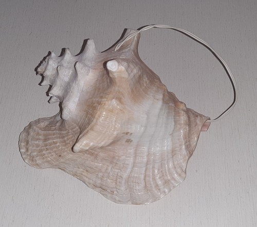 Vintage natural conch shell - natural,