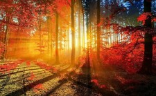 WOODLAND FOREST SUNRISE CANVAS