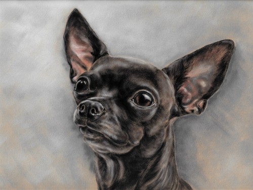 Skinny black chihuahua - black,