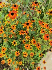 6 RUDBECKIA TRILOBA 'PRAIRIE