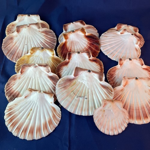 Flat scallop shells - flat,