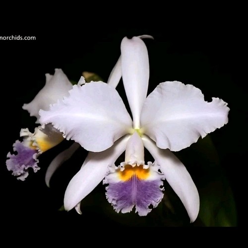 Cattleya gaskelliana - cattleya,