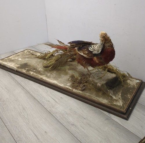 Victorian golden pheasant - , on