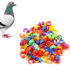 100pcs pigeon leg - pigeon,