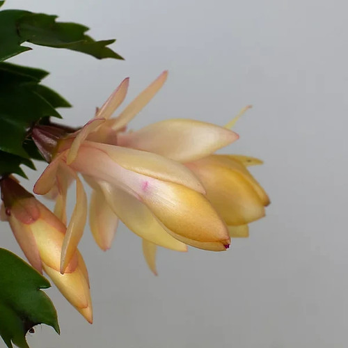 Christmas cactus schlumberger - christmas,