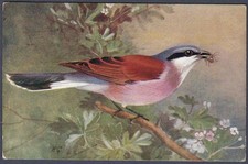 Red-backed shrike by Roland Green - R.S. Art Press bird postcard