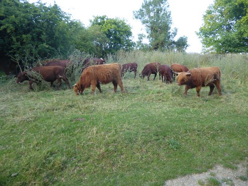 Photo highland cattle next - highland,