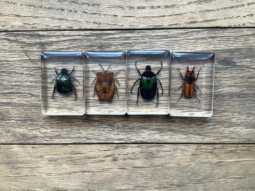 Four small bugs specimens - specimens, in