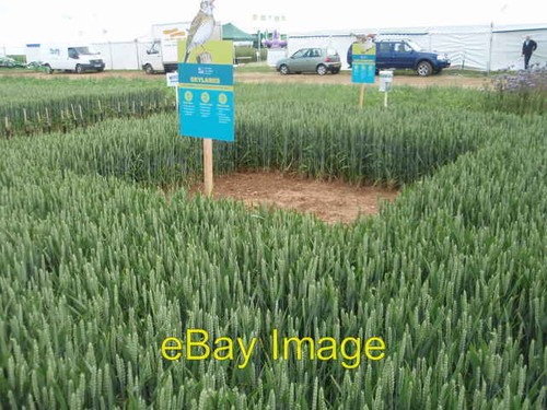 Photo 6x4 cereals 2008 - photo,