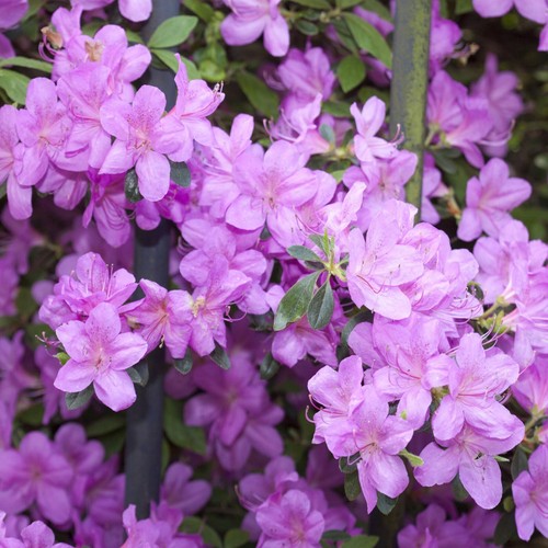 Lilac syringa meyeri palibin - syringa,