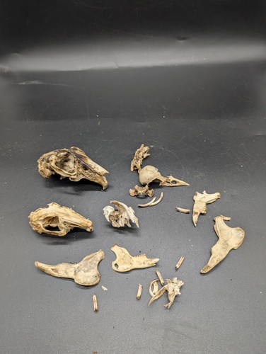 British hare and - and, skull