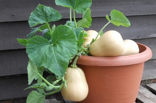 Butternut squash - butternut, bush)