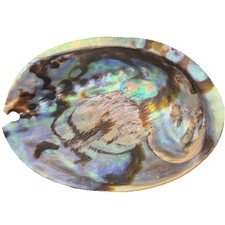  Abalone Shell 12cm 