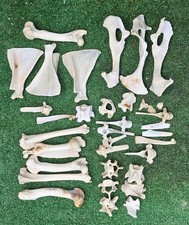 Real Sheep Bones taxidermy art