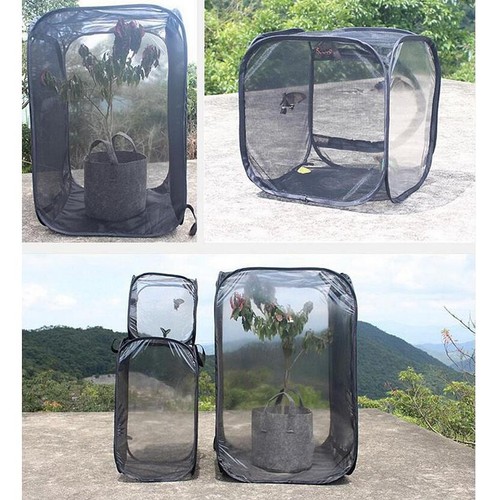 Insect net cage - insect, box