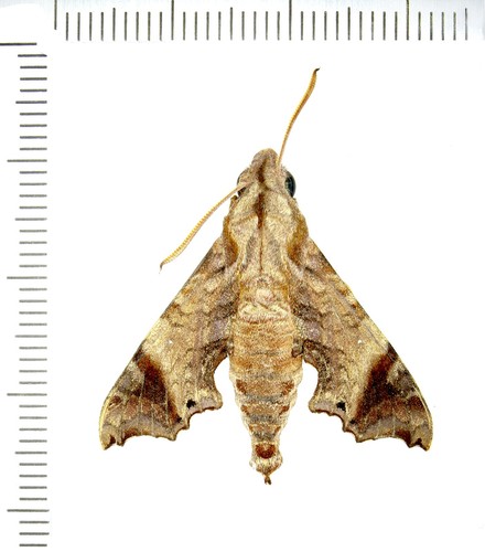 Sphingidae temnora - sphingidae,,