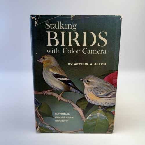 Stalking birds with color - stalking,