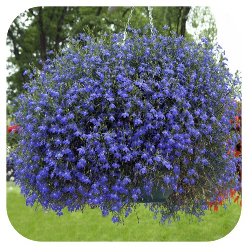 Lobelia trailing sapphire - lobelia, 'sapphire'