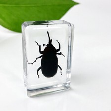 10pcs Mini Real Insects
