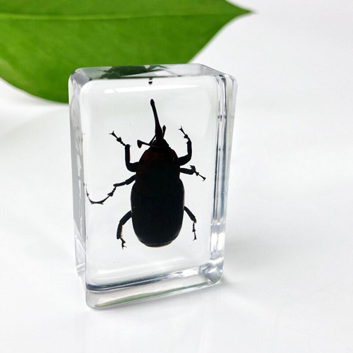 10pcs mini real - mini,